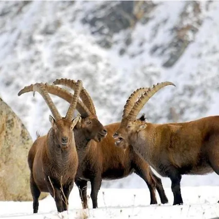 In Near Area Апартаменты