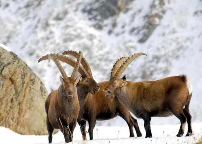 In Near Area Apartman Antey-Saint-André